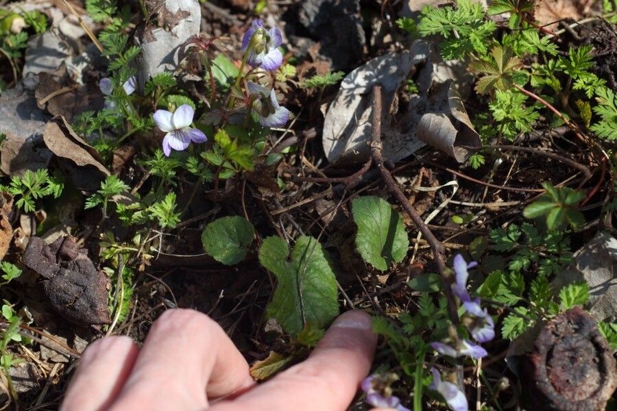 Viola bicolor — search result for 'Viola'