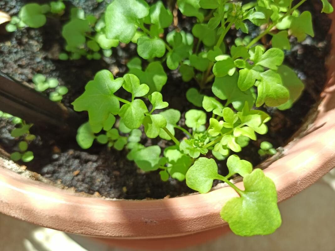 Cardamine bonariensis habit