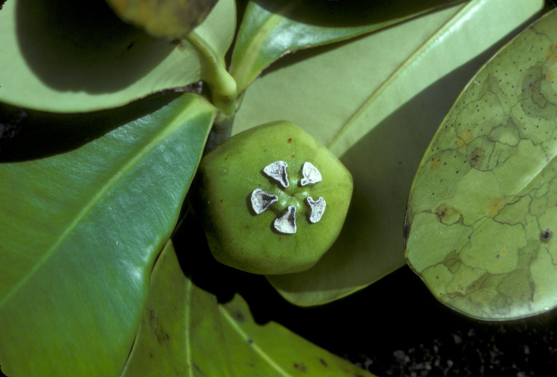 Clusia leprantha fruit