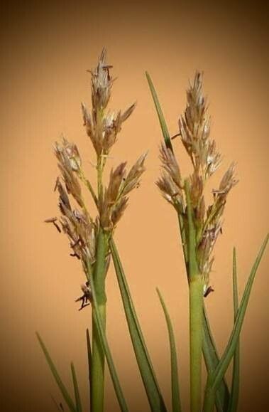 Aeluropus littoralis fruit