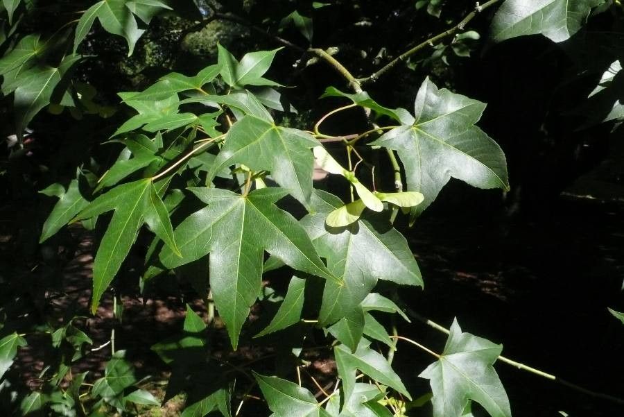 Acer oliverianum leaf