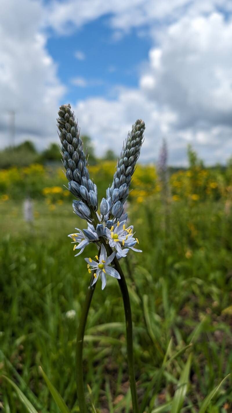 Camassia angusta — related species from the same genus