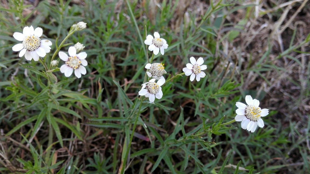 Achillea erba-rotta habit