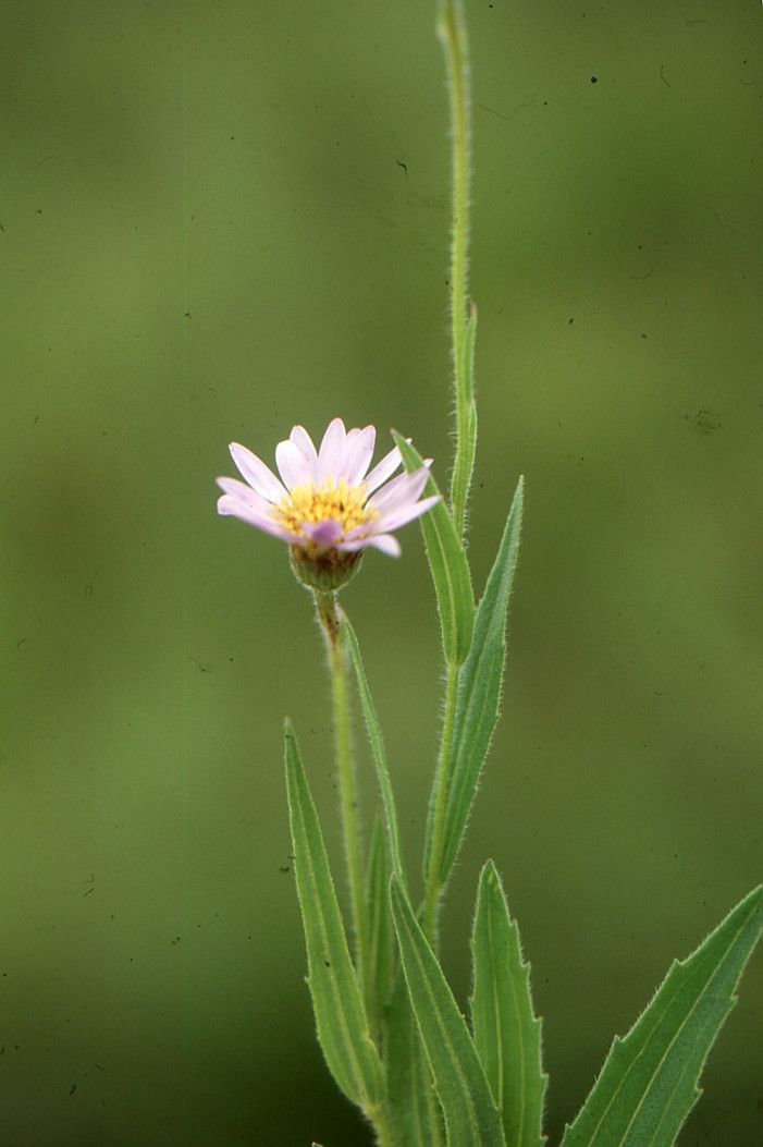 Senecio speciosus — search result for 'Senecio'