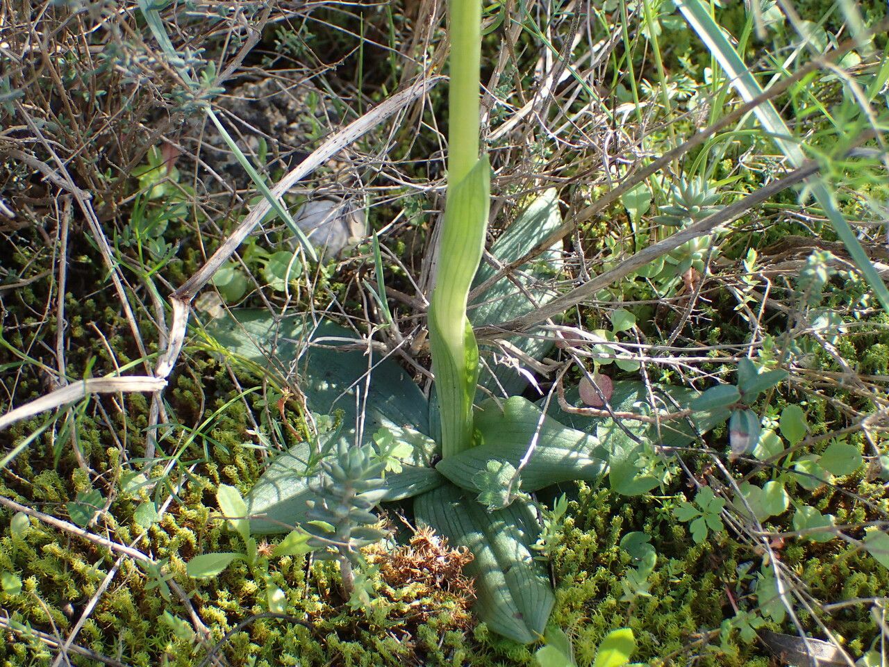 Ophrys occidentalis leaf