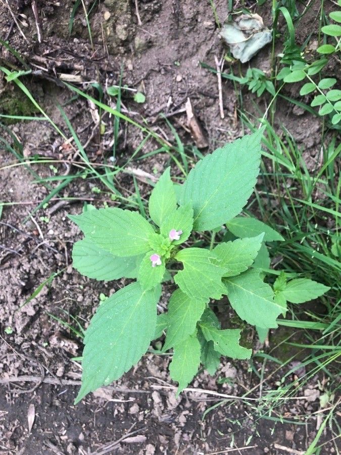 Galeopsis bifida leaf