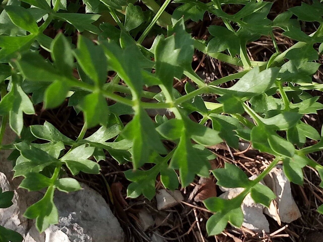 Laserpitium gallicum leaf