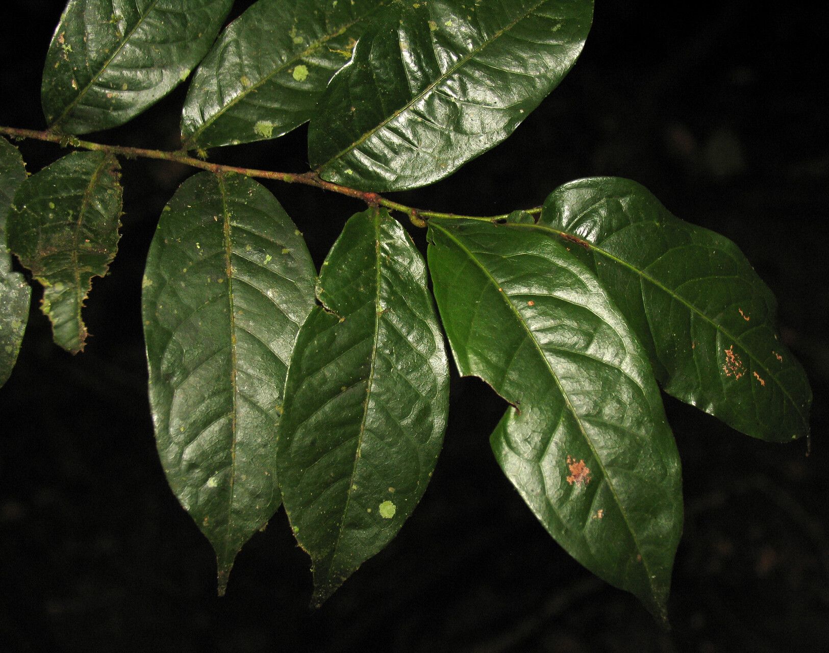 Hirtella tenuifolia — houseplant care guide