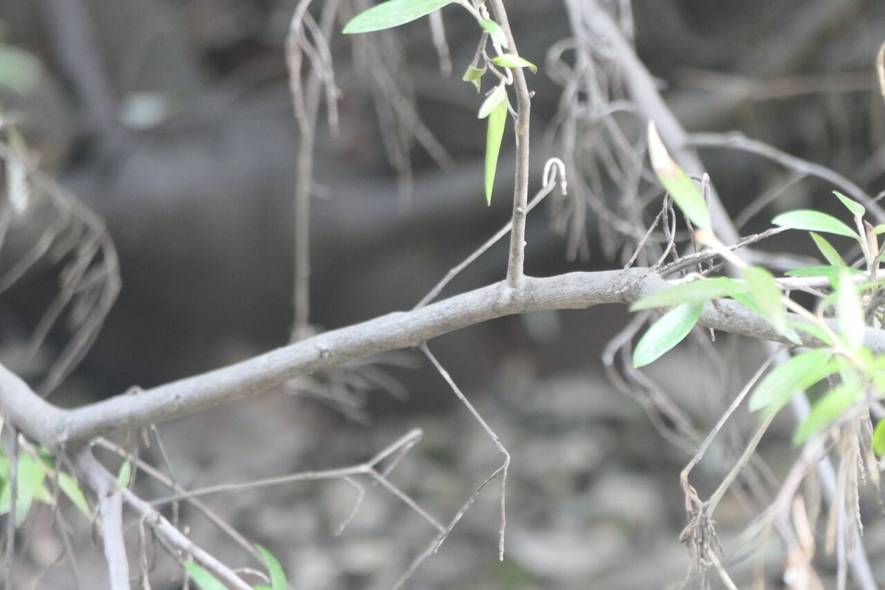 Grevillea victoriae bark