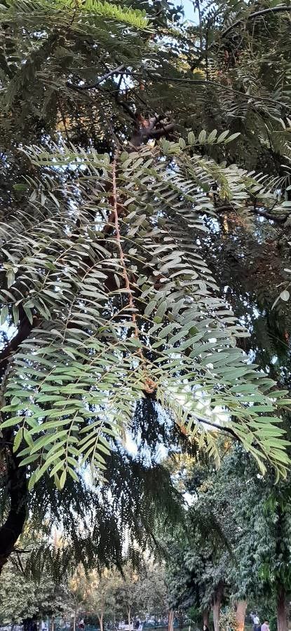 Stryphnodendron microstachyum leaf