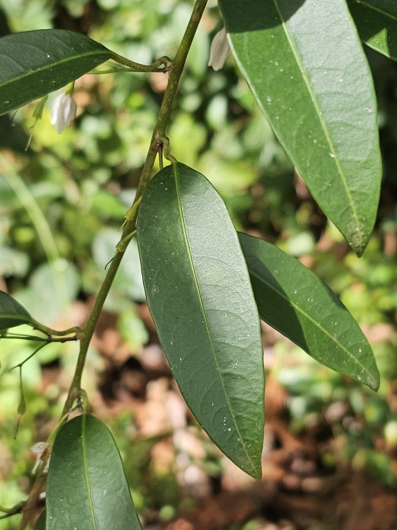 Solanum inodorum leaf