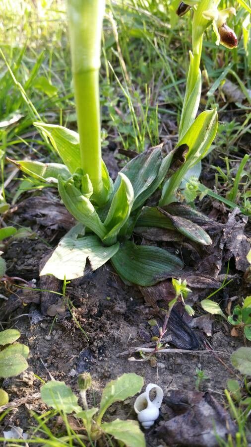 Ophrys virescens leaf