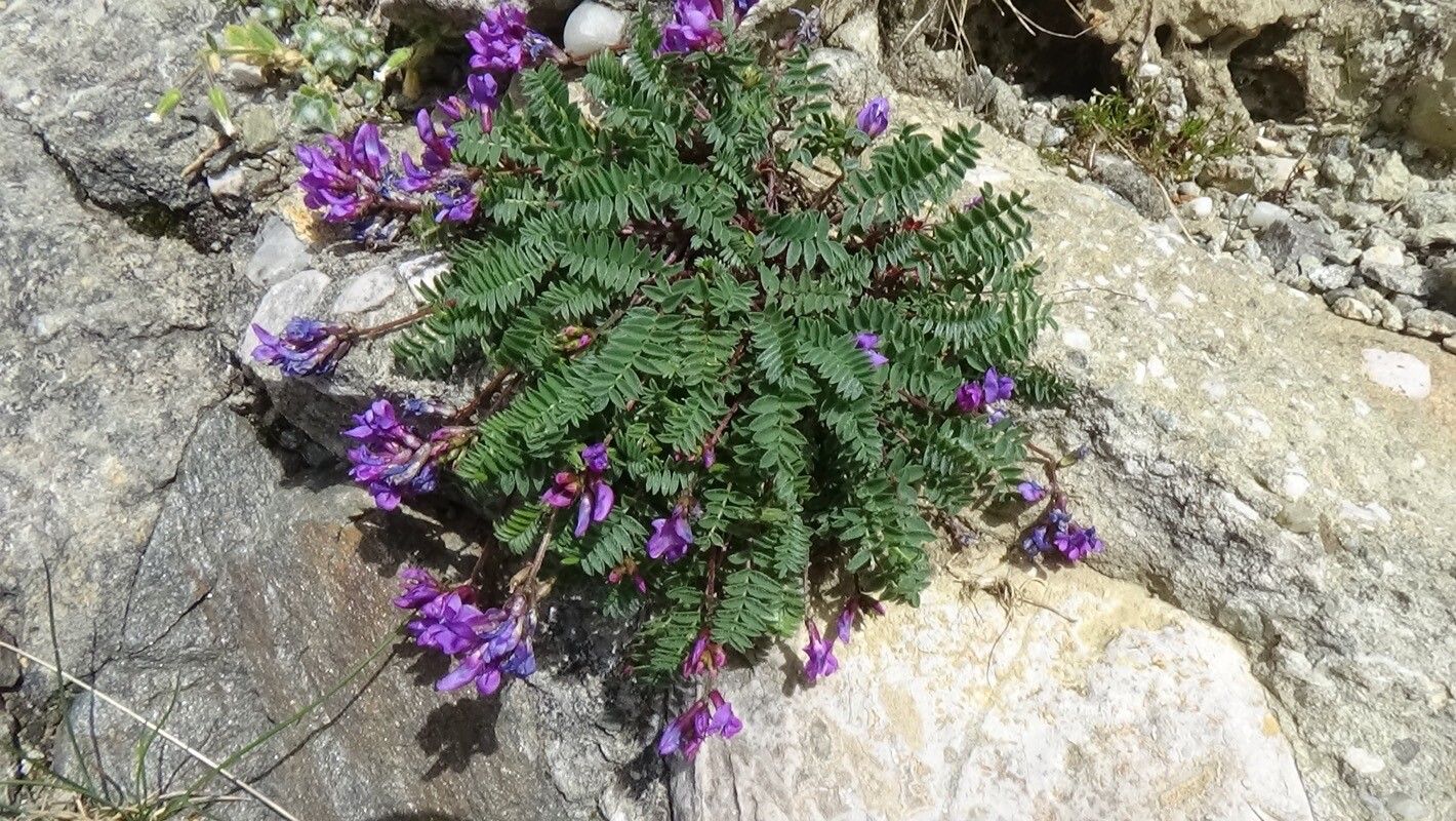 Oxytropis carpatica habit