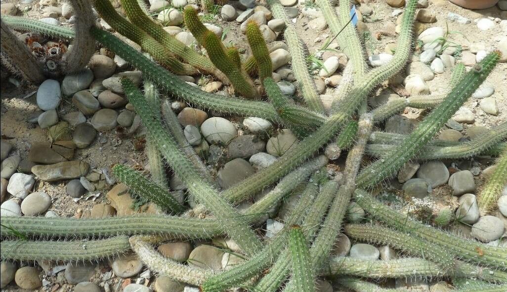 Peniocereus castellanosii — related species from the same genus