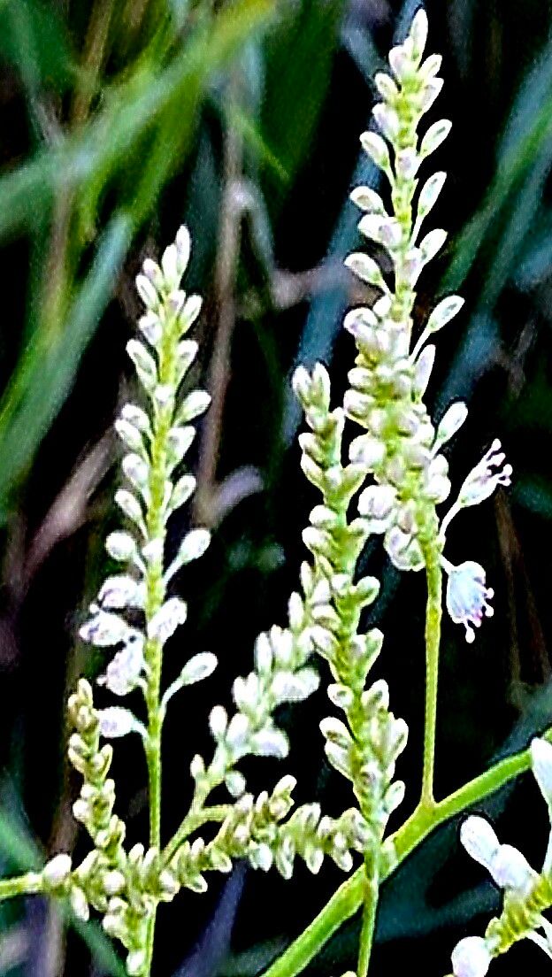 Polygonum smallianum — houseplant care guide