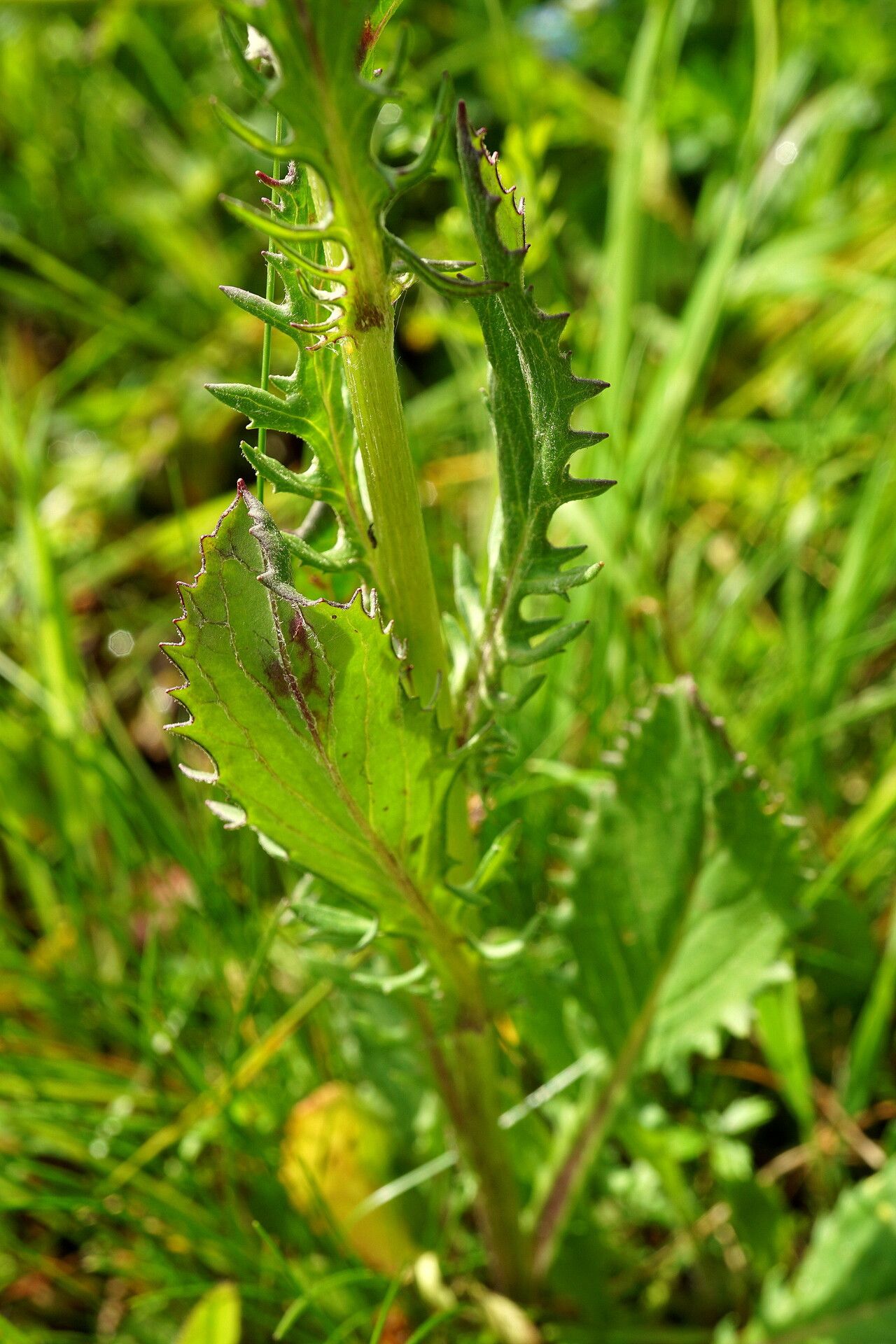 Jacobaea pancicii — search result for 'Jacobaea'