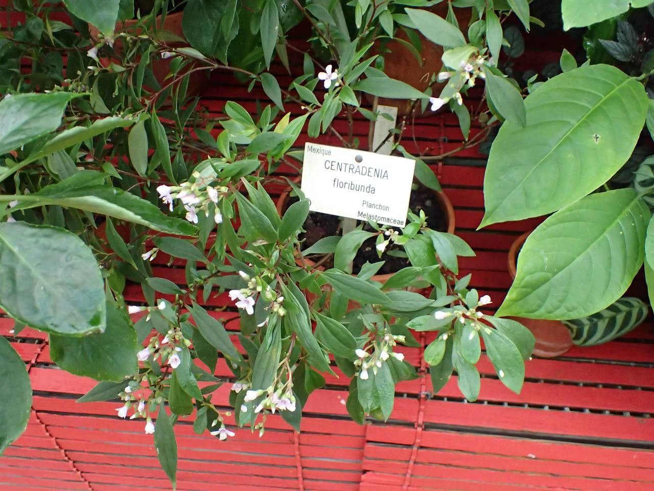 Centradenia floribunda habit