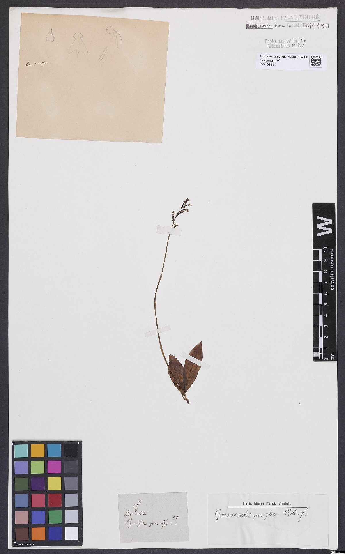 Cynorkis parviflora — houseplant care guide