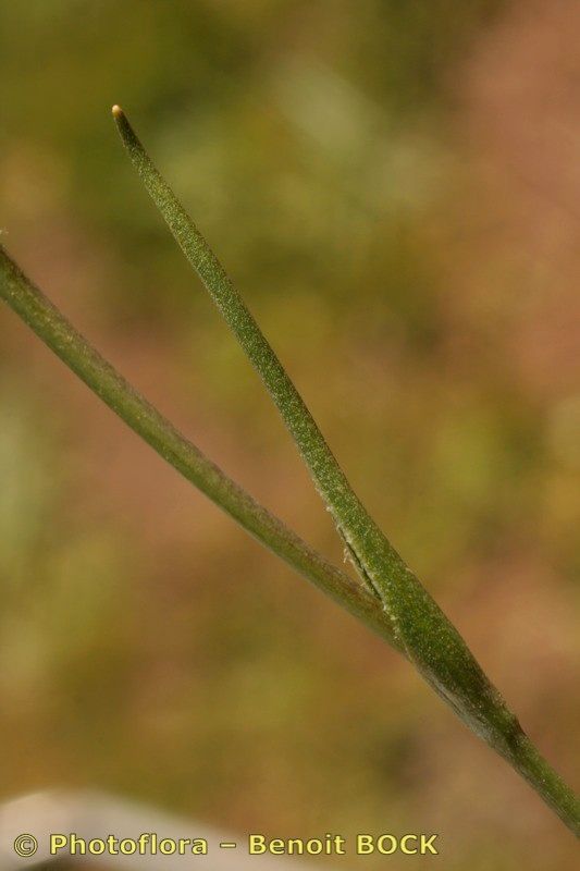 Gagea lusitanica bark