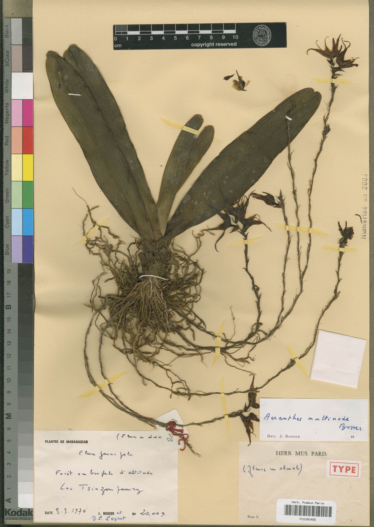 Aeranthes multinodis — houseplant care guide