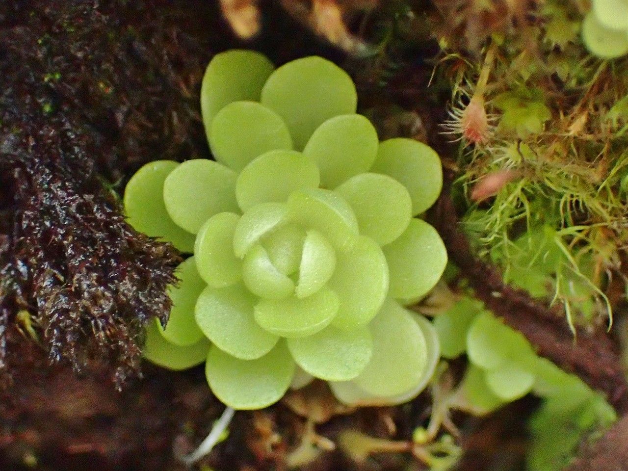 Pinguicula esseriana habit