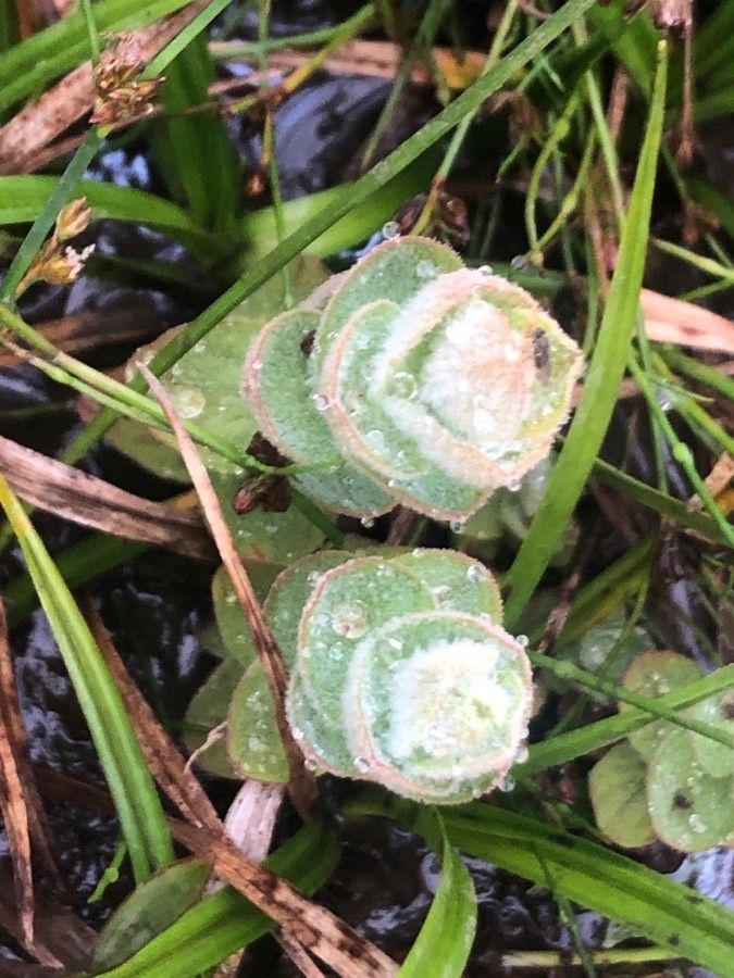 Hypericum elodes leaf