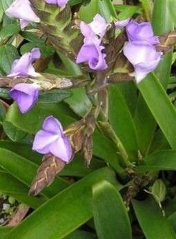 Racinaea hamaleana flower