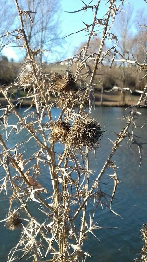 Cirsium ferox fruit