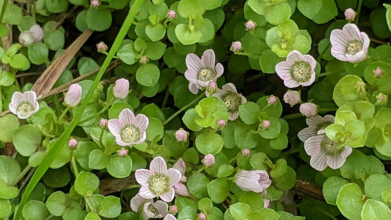 Lysimachia tenella fruit