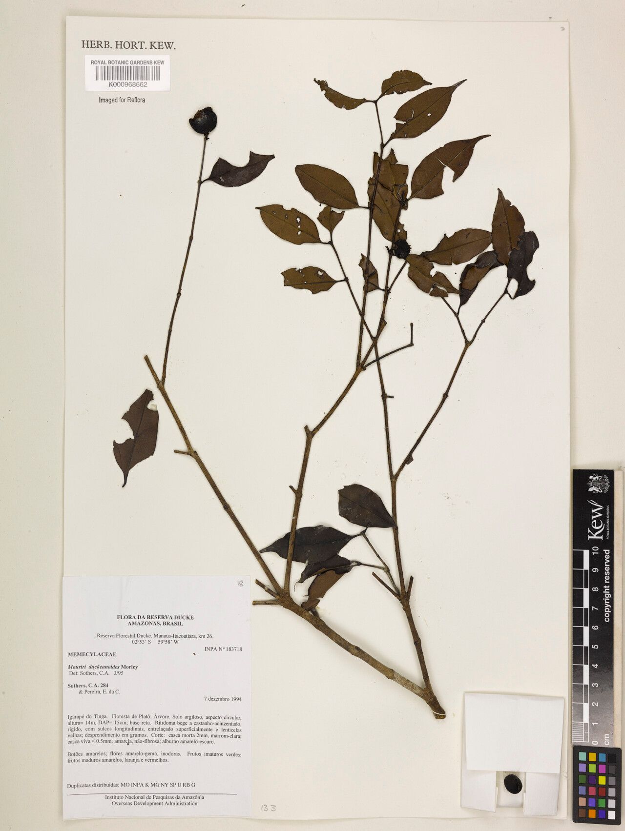 Mouriri duckeanoides — search result for 'Mouriri'