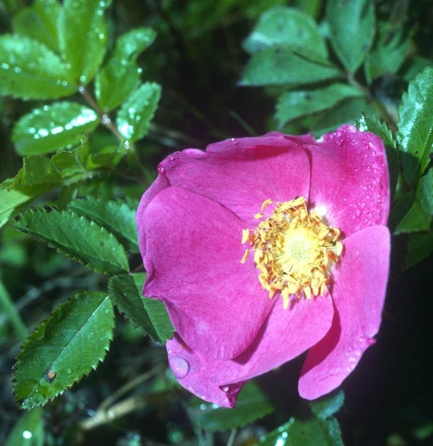 Rosa virginiana flower