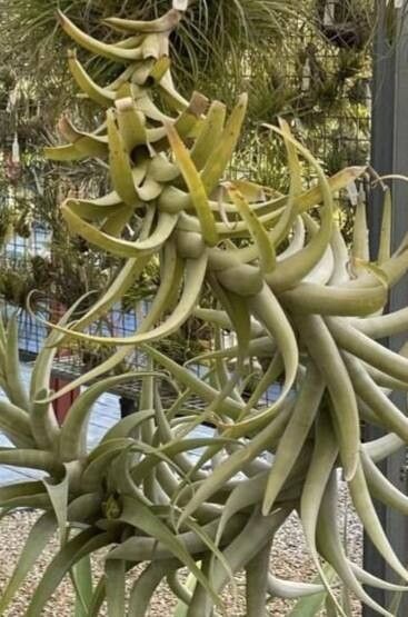 Tillandsia cauligera — houseplant care guide