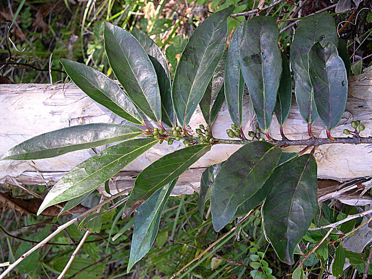 Xylosma lancifolia — search result for 'Xylosma'