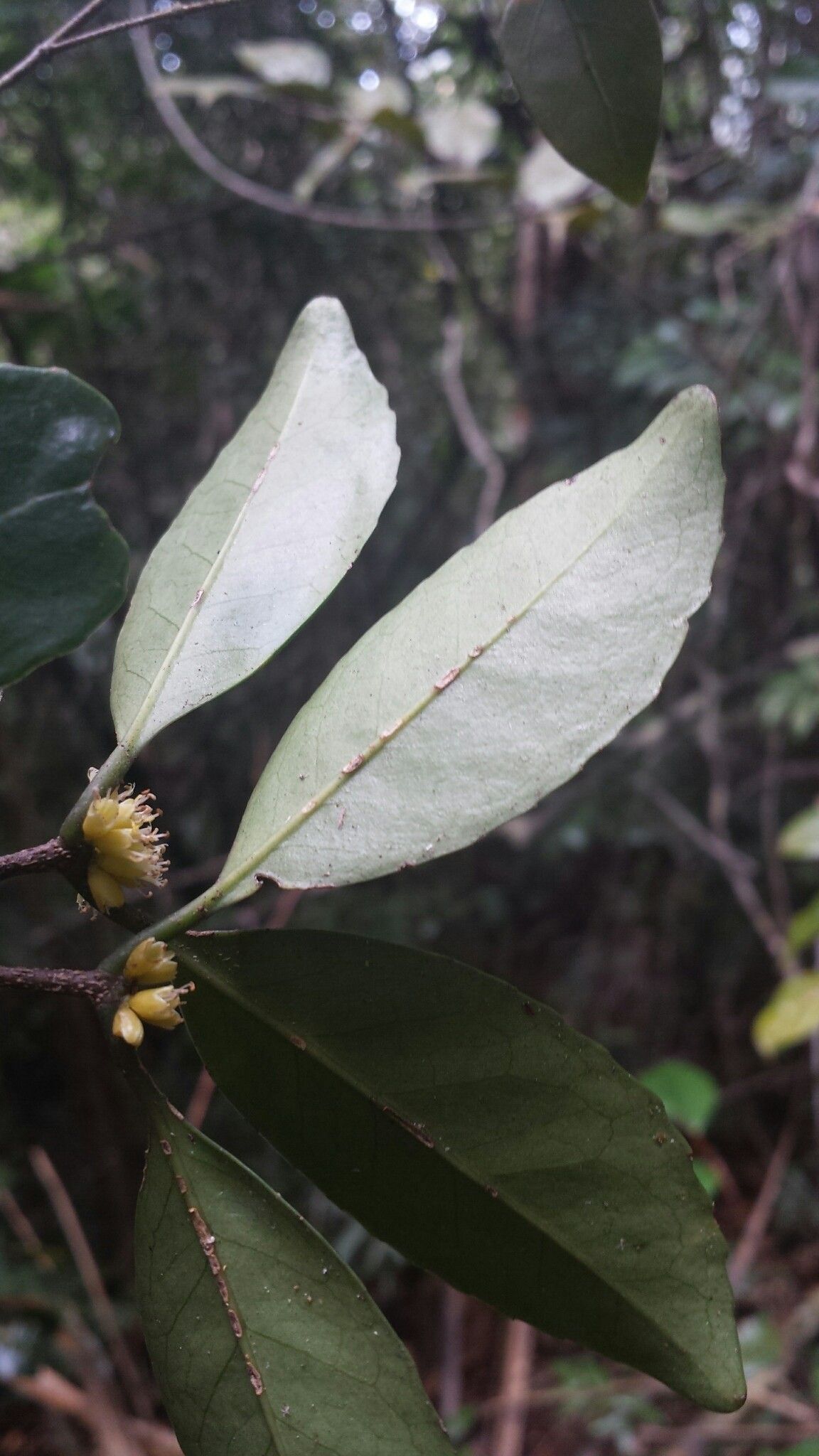 Cassipourea lanceolata flower