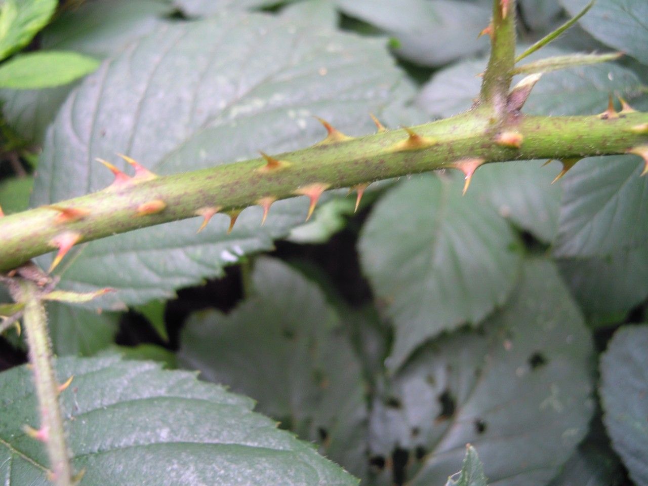 Rubus silvaticus bark