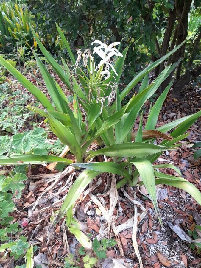 Crinum americanum habit