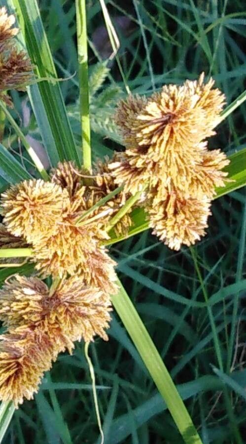 Cyperus ligularis fruit