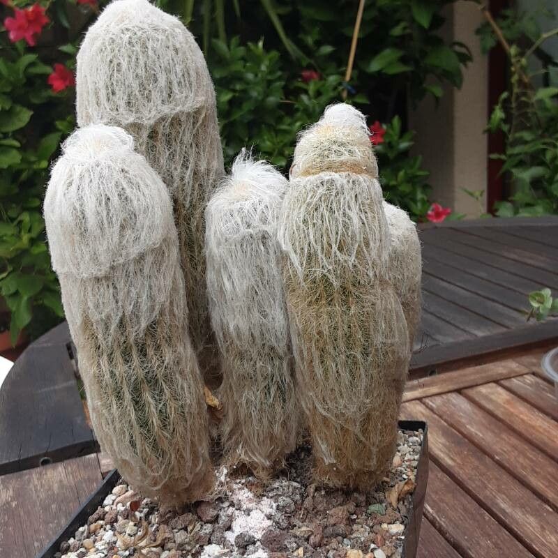 Espostoa melanostele flower