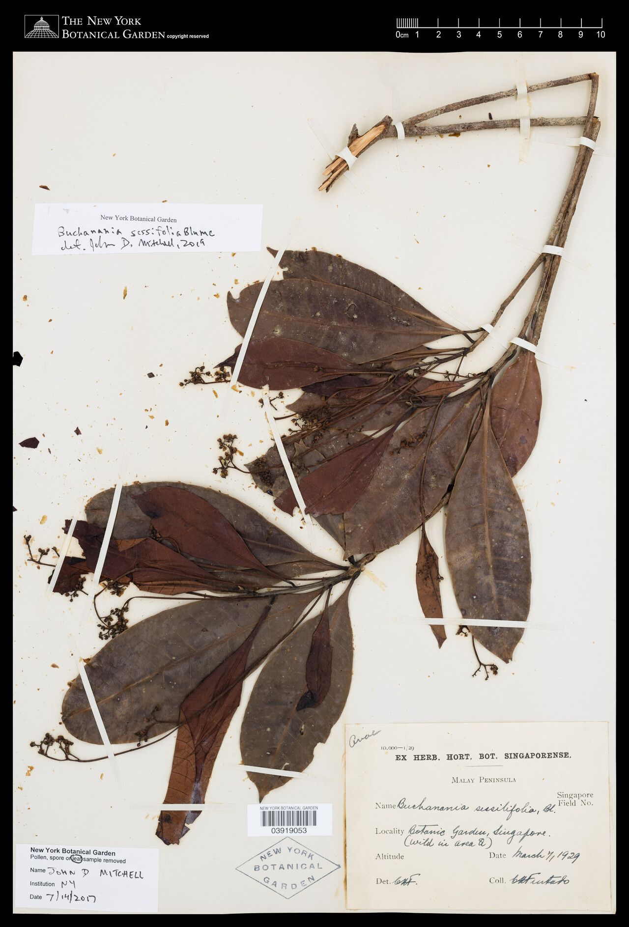 Buchanania sessifolia — related species from the same genus