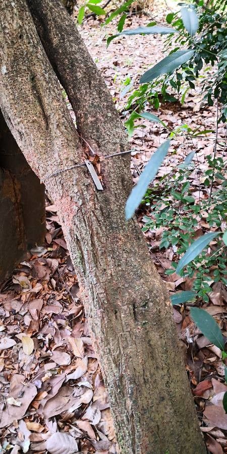 Entada phaseoloides bark