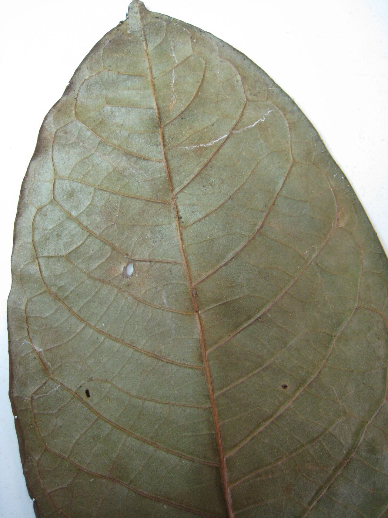 Inga grandiflora other