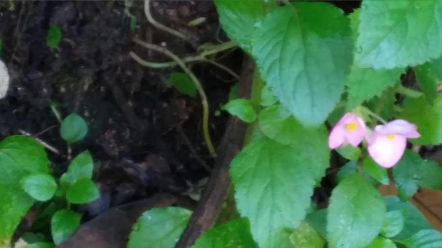 Macaranga peltata other