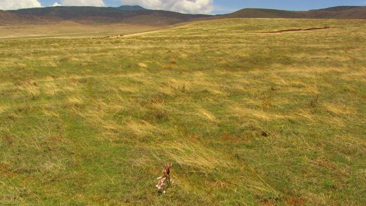 Crinum macowanii habit
