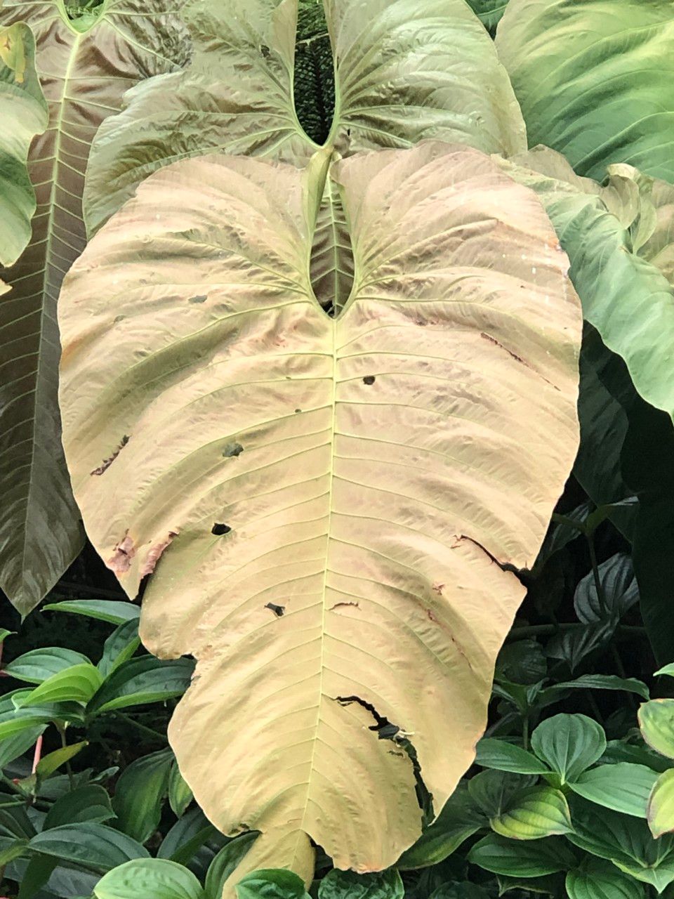 Anthurium dolichostachyum fruit