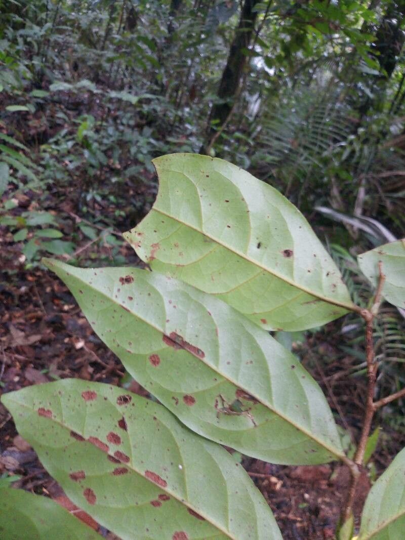 Licania latistipula leaf