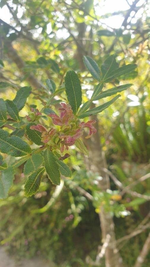 Weinmannia tinctoria — search result for 'Cunoniaceae'