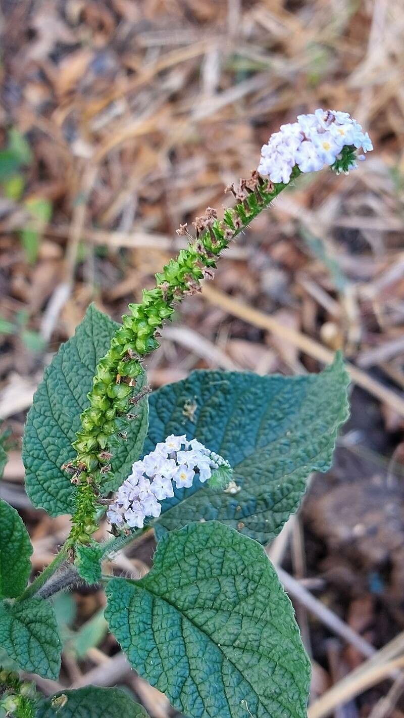 Heliotropium indicum fruit