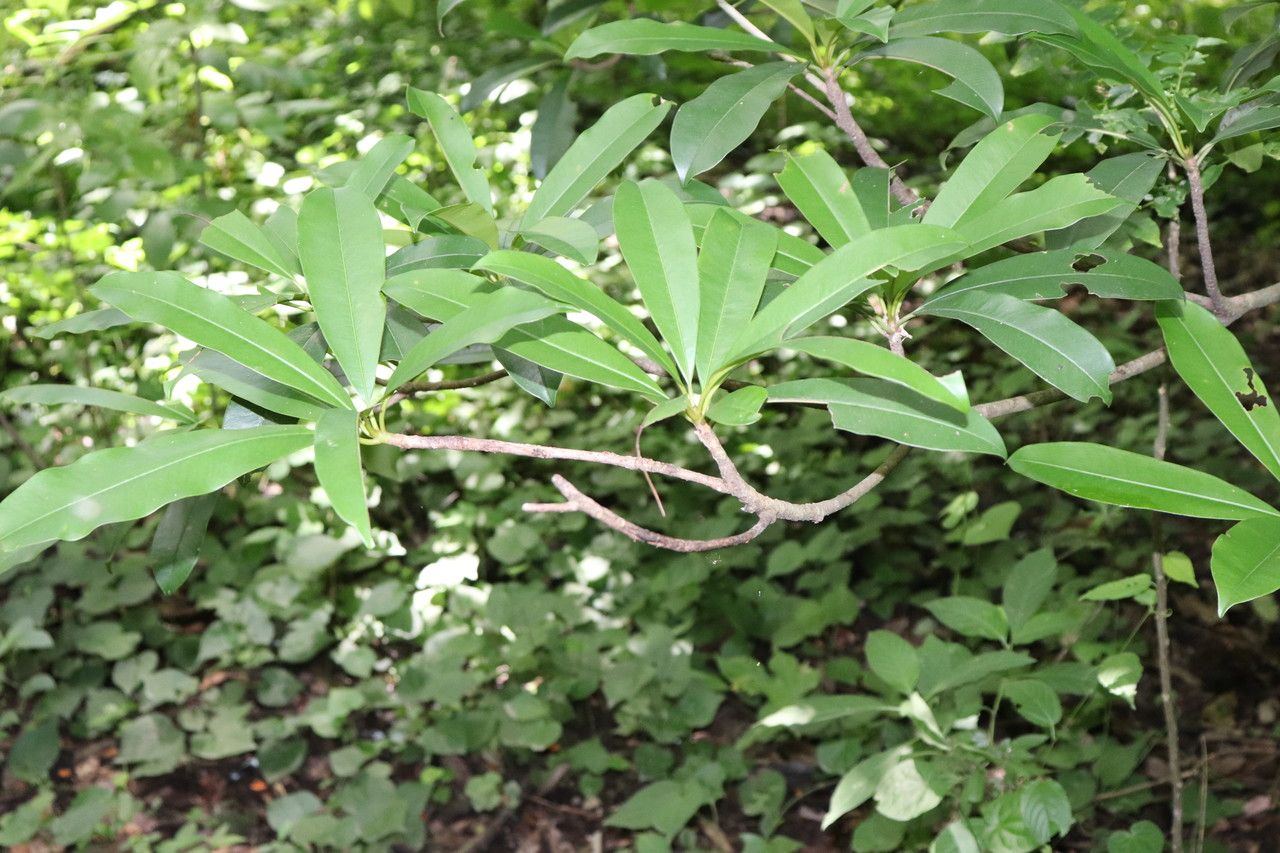 Pouteria reticulata — search result for 'Pouteria'