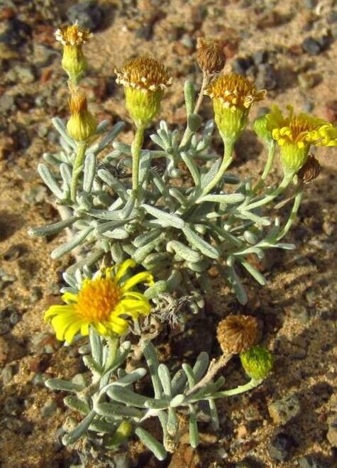 Pulicaria burchardii flower