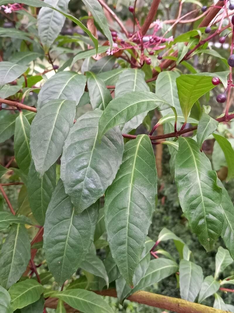 Fuchsia corymbiflora — search result for 'Fuchsia'